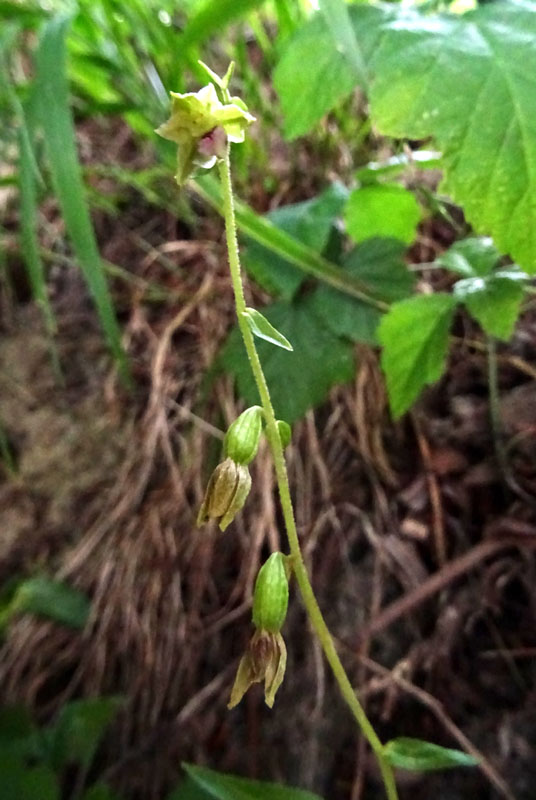Epipactis bugacensis subsp. bugacensis
